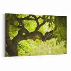 Olla 14049Y Doğa / Manzara Görseli Yatay Kanvas Tablo (Ölçü: 45X30)