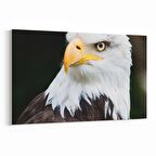 Olla 12696Y Hayvanlar Alemi Görseli Yatay Kanvas Tablo (Ölçü: 150X100)