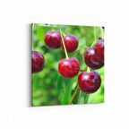 Olla 15303K Gıda Görseli Kare Kanvas Tablo (Ölçü: 25X25)