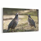 Olla 12657Y Hayvanlar Alemi Görseli Yatay Kanvas Tablo (Ölçü: 120X80)