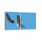 Olla 12642K2Y Hayvanlar Alemi Görseli Kare 2'li Yatay Kanvas Tablo (Ölçü: 125X60)