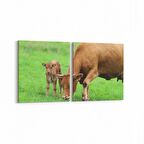 Olla 12667K2Y Hayvanlar Alemi Görseli Kare 2'li Yatay Kanvas Tablo (Ölçü: 125X60)