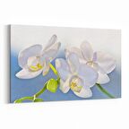 Olla 11758Y Orkide Çiçek Görseli Yatay Kanvas Tablo (Ölçü: 150X100)
