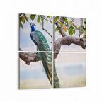 Olla 12459K4 Hayvanlar Alemi Görseli Kare 4'lü Kanvas Tablo (Ölçü: 125X125)