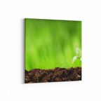 Olla 14287K Doğa / Manzara Görseli Kare Kanvas Tablo (Ölçü: 25X25)