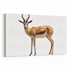 Olla 12571Y Hayvanlar Alemi Görseli Yatay Kanvas Tablo (Ölçü: 150X100)