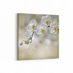 Olla 11718K Orkide Çiçek Görseli Kare Kanvas Tablo (Ölçü: 25X25)