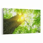 Olla 10627Y Ağaç Görseli Yatay Kanvas Tablo (Ölçü: 30X20)