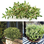 Aromatik Lemon Gold Yayılıcı Kekik Fidesi (1 adet)