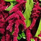 TİLKİ KUYRUĞU Tohumu Yerli Amaranthus  caudatus 100 adet