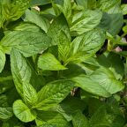 NANE  Tohumu Yerli Mentha 100 adet