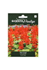 Çiçek Tohumu Ateş Çiçeği