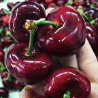 Çok İri Meyveli Yüksek Verimli Tüplü Tam Bodur Royal King  Kiraz Fidanı