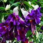 XXl Çiçekli Deep Purple Küpe Çiçeği Fidesi (1 adet)