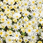 Yayılıcı Sarkıcı Delasporma İce Cream Buz Çiçeği Fidesi (2 adet)