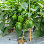 Geleneksel Yeşil Kaliforniya Tatlı Dolmalık Biber Tohumu  (70 adet)