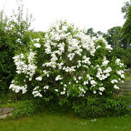 Nadir Syringa Vulgaris Tüplü Soğuğa Dayanıklı Beyaz Çiçekli Leylak Fidanı Kokulu