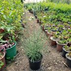 1 Yaş 10-20 Cm Saksıda Lavanta Fidanı 