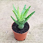 Minyatür Aloevera, 5.5 Cm Saksıda