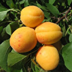 4 Yaş Aşılı Ninfa Erkenci Kayısı Fidanı, Saksıda