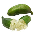 6 Yaş Aşılı Finger Lime Parmak Limon Fidanı, Torbada