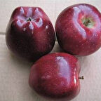 5 Yaş, Aşılı Elma Fidanı SCARLET SPUR, Torbada