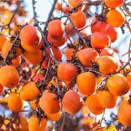 3 Yaş, Aşılı HACHİA Hurma Fidanı, Torbada (Meyve Verir Yaşta)