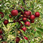 6 Yaş Aşılı Arap Kızı Elma Fidanı , Saksıda 