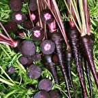 Mor Havuç Tohumu 2 gr Paket