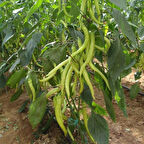 5 Adet Tatlı Sarışın F1 Çorbacı Sarı Biber Fidesi