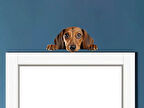 Kahverengi Dachshund (Sosis Köpek) Duvar Sticker'ı