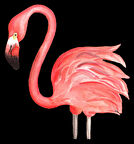 Pembe Flamingo