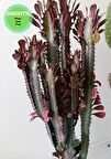 Euphorbia Red Royal