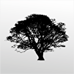 Folyo Sticker Ağaç
