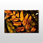 Sonbahar  Yaprak Kanvas Tablo