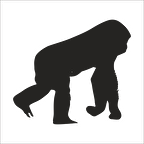 MAYMUN  FOLYO STİCKER