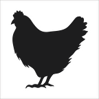 TAVUK  FOLYO STİCKER