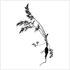 AĞAÇ VE GÜL RESİMLERİ