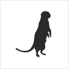 GELİNCİK FOLYO STİCKER