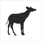 GEYİK FOLYO STİCKER