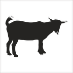 KEÇİ  FOLYO STİCKER