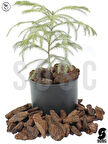 SOSC Natural Dekoratif Çam Kabuğu, Kahverengi, 2-4 cm, 5 Litre, Organik, Drenaj Düzenleyici, Toprak Nemlendirici, Dekorasyon Amaçlı