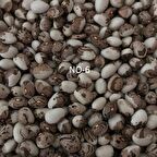 YERLİ SIRIK AYŞE KADIN FASULYE TOHUMU 500 GR (KAHVE ÇİZGİLİ BEYAZ)