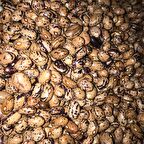 YERLİ UZUN-ENLİ SIRIK FASULYE TOHUMU 500 GR (ALACALI)