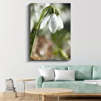 Kardelen Çiçeği - Çiy Damlalı Bahar Habercisi Kanvas Tablo