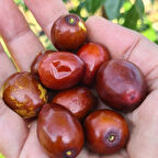 Tüplü Anadolu Aroması Yüksek  Küçük Meyveli Hünnap Fidanı