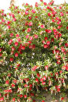 Fırça Çalısı Callistemon (15~20 cm)