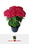 Kırmızı Ortanca Fidanı 40 cm