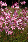Pembe Gaura Fidanı 40 cm x 3 ad