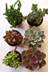 603 - 6'lı Sukulent Seti